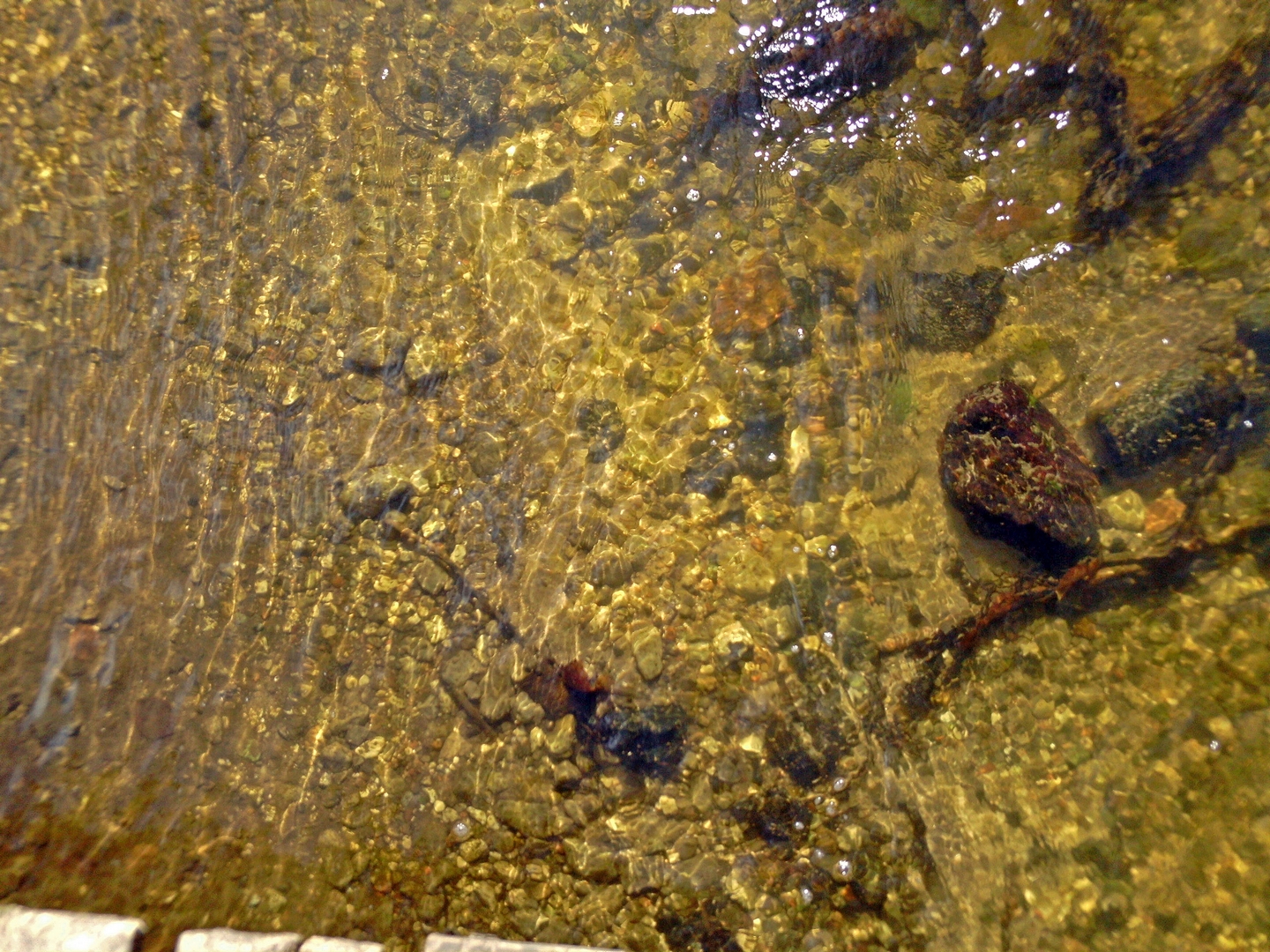 Billed-05-22-03-frog-perspektive