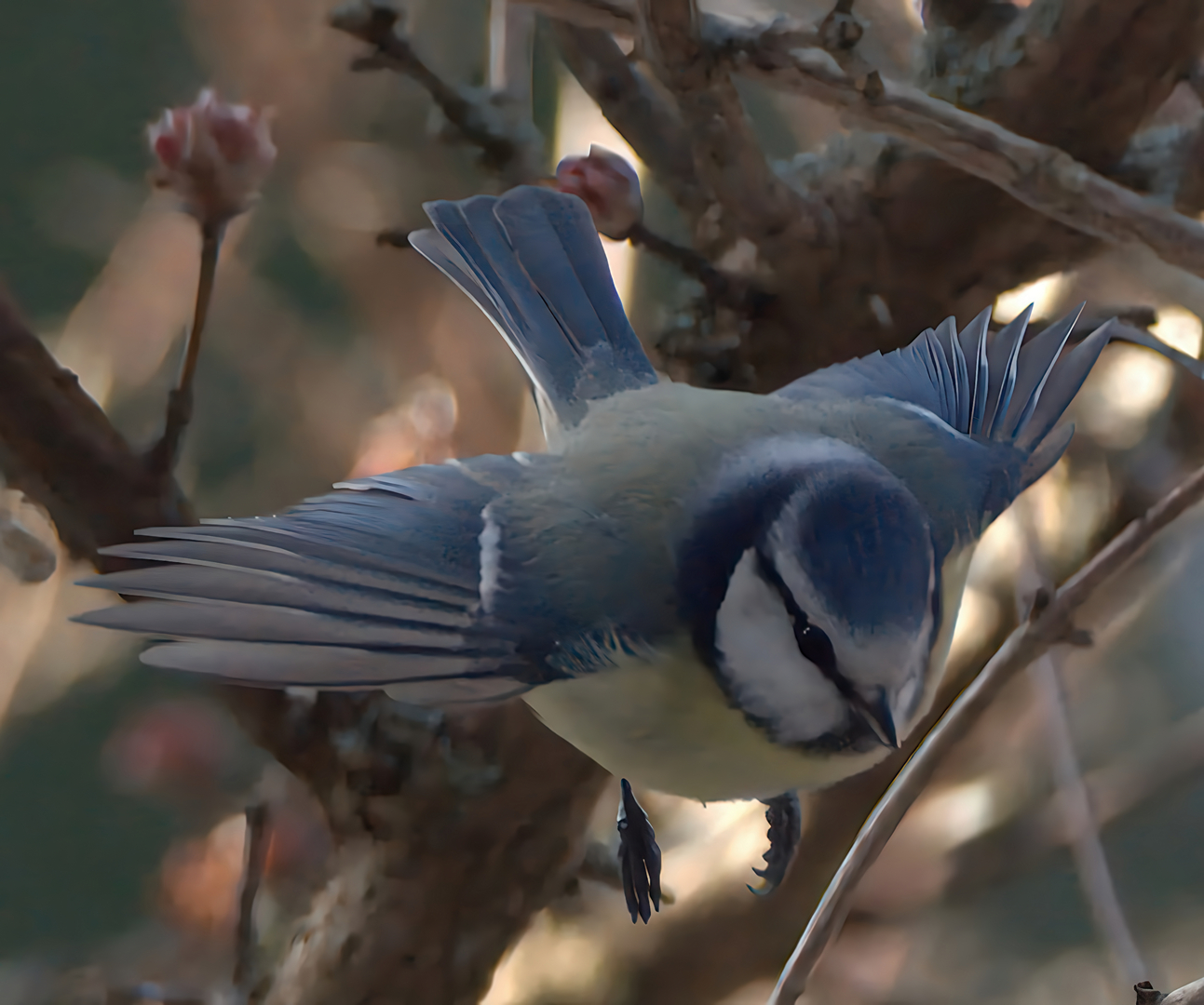 Billed 28 MF-FEB 26